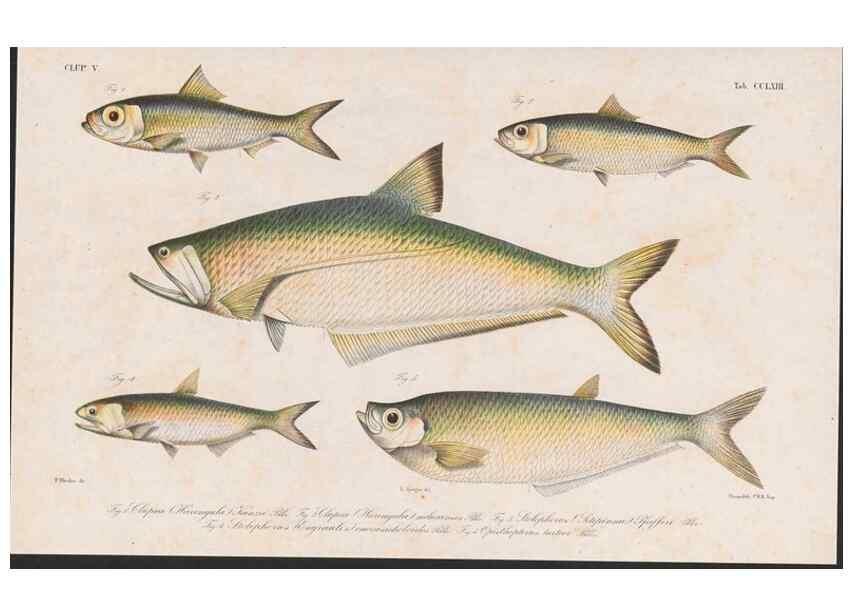 Reproducción/Reproduction 48942564802: Atlas ichthyologique des Indes orientales néêrlandaises :. Amsterdam :Frédéric Muller, editeur,1862-1878. 