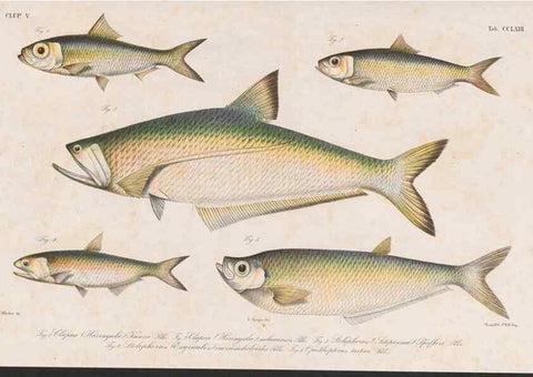 Reproducción/Reproduction 48942564802: Atlas ichthyologique des Indes orientales néêrlandaises :. Amsterdam :Frédéric Muller, editeur,1862-1878. 