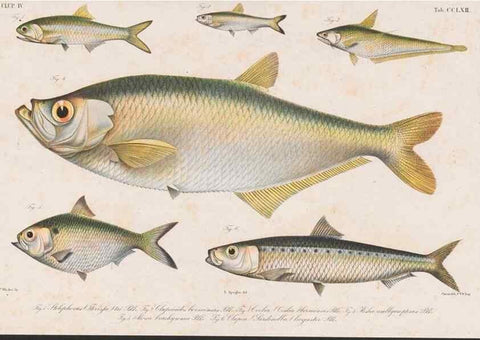 Reproducción/Reproduction 48942564417: Atlas ichthyologique des Indes orientales néêrlandaises :. Amsterdam :Frédéric Muller, editeur,1862-1878. 