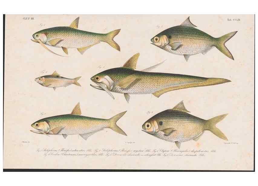 Reproducción/Reproduction 48942373131: Atlas ichthyologique des Indes orientales néêrlandaises :. Amsterdam :Frédéric Muller, editeur,1862-1878. 