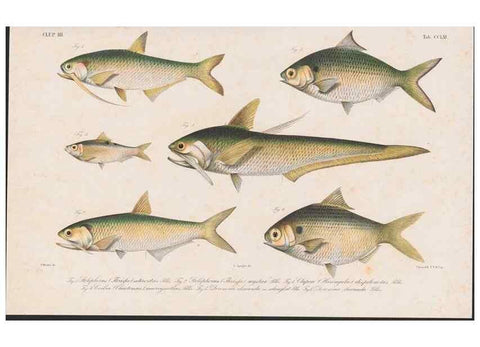 Reproducción/Reproduction 48942373131: Atlas ichthyologique des Indes orientales néêrlandaises :. Amsterdam :Frédéric Muller, editeur,1862-1878. 