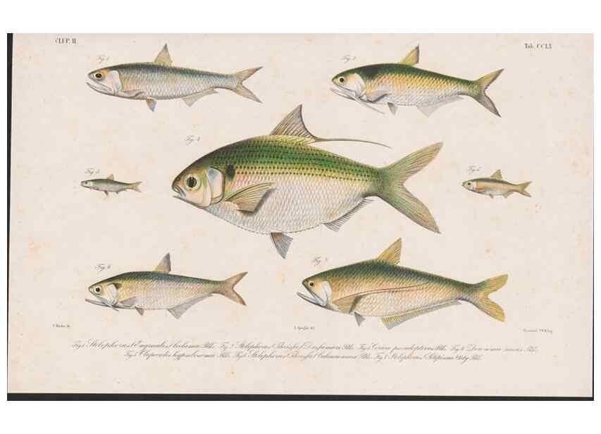 Reproducción/Reproduction 48941825428: Atlas ichthyologique des Indes orientales néêrlandaises :. Amsterdam :Frédéric Muller, editeur,1862-1878. 