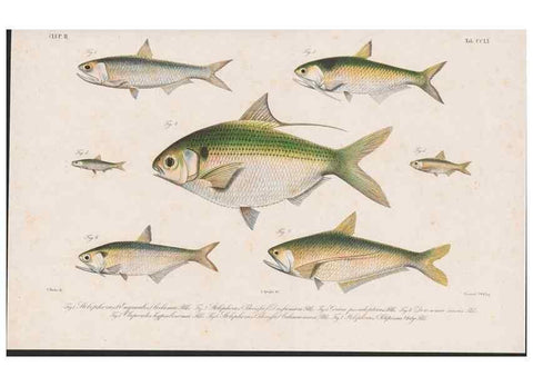 Reproducción/Reproduction 48941825428: Atlas ichthyologique des Indes orientales néêrlandaises :. Amsterdam :Frédéric Muller, editeur,1862-1878. 