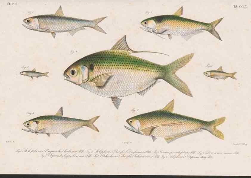 Reproducción/Reproduction 48941825428: Atlas ichthyologique des Indes orientales néêrlandaises :. Amsterdam :Frédéric Muller, editeur,1862-1878. 