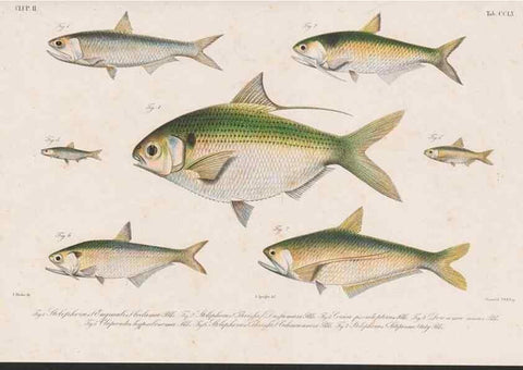 Reproducción/Reproduction 48941825428: Atlas ichthyologique des Indes orientales néêrlandaises :. Amsterdam :Frédéric Muller, editeur,1862-1878. 