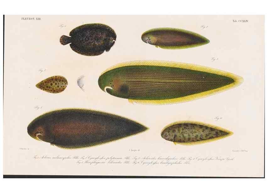 Reproducción/Reproduction 48942558137: Atlas ichthyologique des Indes orientales néêrlandaises :. Amsterdam :Frédéric Muller, editeur,1862-1878. 