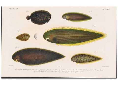 Reproducción/Reproduction 48942558137: Atlas ichthyologique des Indes orientales néêrlandaises :. Amsterdam :Frédéric Muller, editeur,1862-1878. 