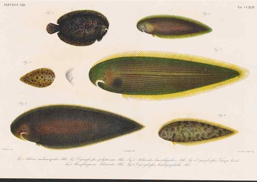 Reproducción/Reproduction 48942558137: Atlas ichthyologique des Indes orientales néêrlandaises :. Amsterdam :Frédéric Muller, editeur,1862-1878. 
