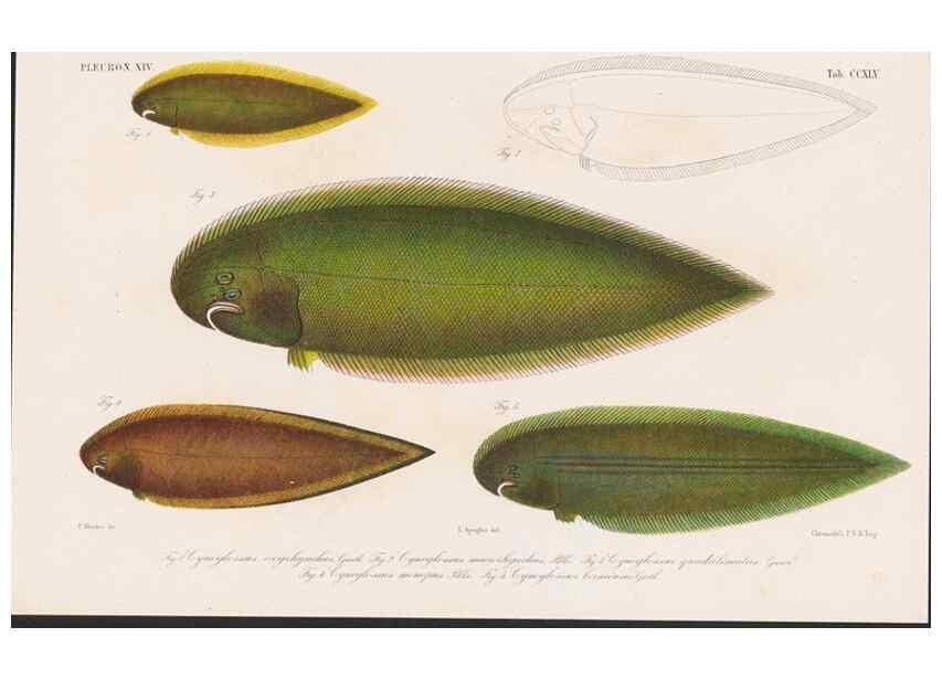 Reproducción/Reproduction 48941820113: Atlas ichthyologique des Indes orientales néêrlandaises :. Amsterdam :Frédéric Muller, editeur,1862-1878. 
