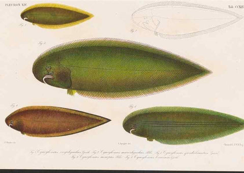 Reproducción/Reproduction 48941820113: Atlas ichthyologique des Indes orientales néêrlandaises :. Amsterdam :Frédéric Muller, editeur,1862-1878. 