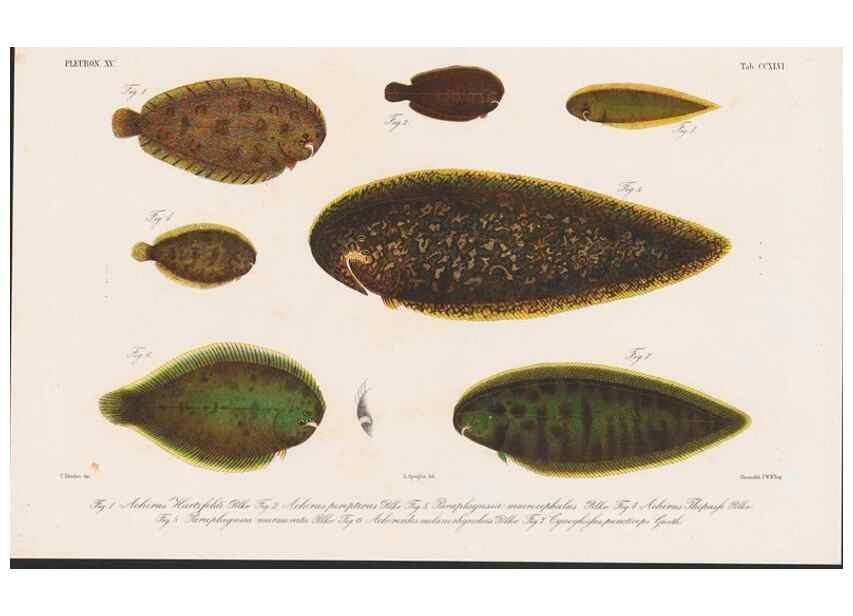 Reproducción/Reproduction 48941820488: Atlas ichthyologique des Indes orientales néêrlandaises :. Amsterdam :Frédéric Muller, editeur,1862-1878. 