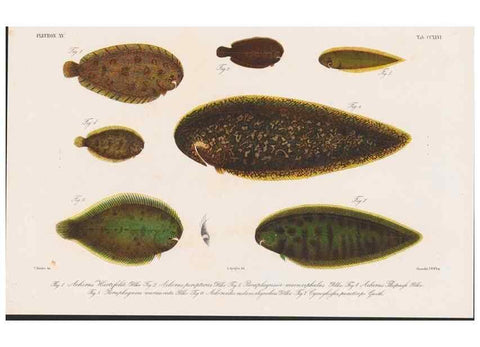 Reproducción/Reproduction 48941820488: Atlas ichthyologique des Indes orientales néêrlandaises :. Amsterdam :Frédéric Muller, editeur,1862-1878. 