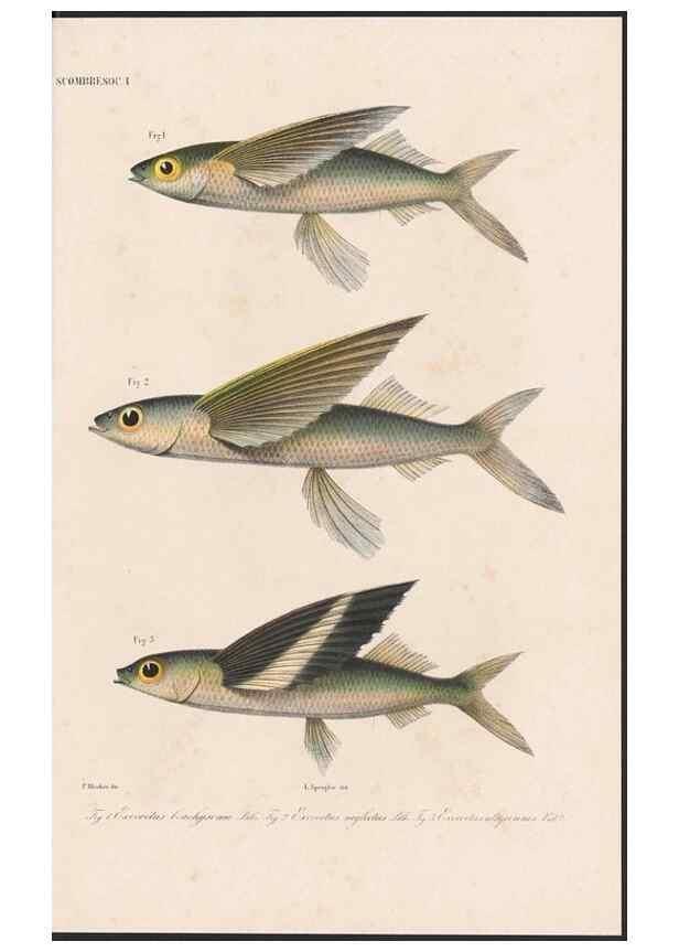 Reproducción/Reproduction 48941820848: Atlas ichthyologique des Indes orientales néêrlandaises :. Amsterdam :Frédéric Muller, editeur,1862-1878. 