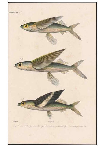 Reproducción/Reproduction 48941820848: Atlas ichthyologique des Indes orientales néêrlandaises :. Amsterdam :Frédéric Muller, editeur,1862-1878. 