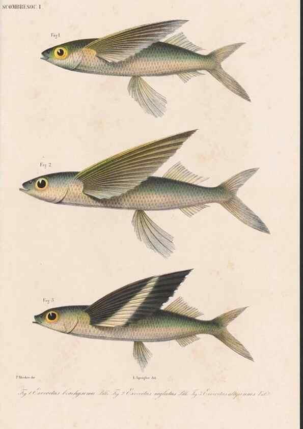 Reproducción/Reproduction 48941820848: Atlas ichthyologique des Indes orientales néêrlandaises :. Amsterdam :Frédéric Muller, editeur,1862-1878. 