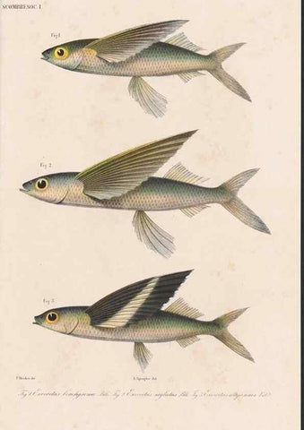 Reproducción/Reproduction 48941820848: Atlas ichthyologique des Indes orientales néêrlandaises :. Amsterdam :Frédéric Muller, editeur,1862-1878. 