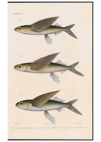Reproducción/Reproduction 48942368616: Atlas ichthyologique des Indes orientales néêrlandaises :. Amsterdam :Frédéric Muller, editeur,1862-1878. 