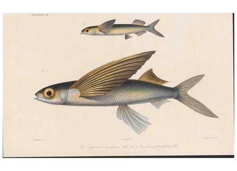 Reproducción/Reproduction 48941821678: Atlas ichthyologique des Indes orientales néêrlandaises :. Amsterdam :Frédéric Muller, editeur,1862-1878. 