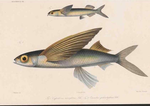 Reproducción/Reproduction 48941821678: Atlas ichthyologique des Indes orientales néêrlandaises :. Amsterdam :Frédéric Muller, editeur,1862-1878. 