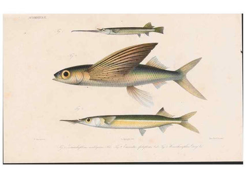 Reproducción/Reproduction 48941822038: Atlas ichthyologique des Indes orientales néêrlandaises :. Amsterdam :Frédéric Muller, editeur,1862-1878. 