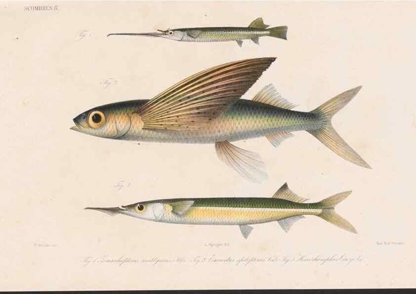 Reproducción/Reproduction 48941822038: Atlas ichthyologique des Indes orientales néêrlandaises :. Amsterdam :Frédéric Muller, editeur,1862-1878. 