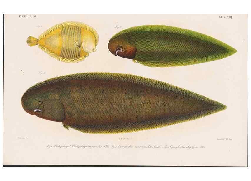 Reproducción/Reproduction 48942557412: Atlas ichthyologique des Indes orientales néêrlandaises :. Amsterdam :Frédéric Muller, editeur,1862-1878. 