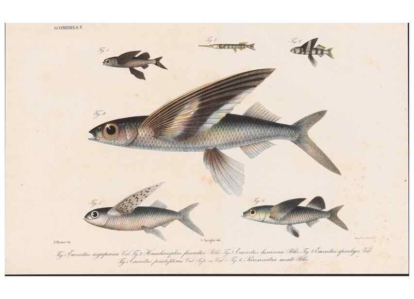 Reproducción/Reproduction 48941822408: Atlas ichthyologique des Indes orientales néêrlandaises :. Amsterdam :Frédéric Muller, editeur,1862-1878. 