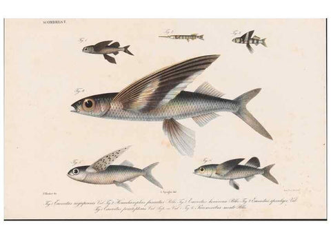 Reproducción/Reproduction 48941822408: Atlas ichthyologique des Indes orientales néêrlandaises :. Amsterdam :Frédéric Muller, editeur,1862-1878. 