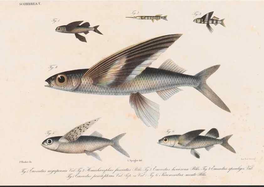 Reproducción/Reproduction 48941822408: Atlas ichthyologique des Indes orientales néêrlandaises :. Amsterdam :Frédéric Muller, editeur,1862-1878. 
