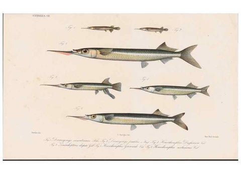 Reproducción/Reproduction 48942370451: Atlas ichthyologique des Indes orientales néêrlandaises :. Amsterdam :Frédéric Muller, editeur,1862-1878. 