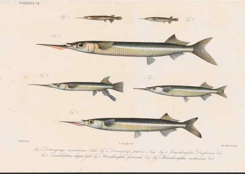 Reproducción/Reproduction 48942370451: Atlas ichthyologique des Indes orientales néêrlandaises :. Amsterdam :Frédéric Muller, editeur,1862-1878. 