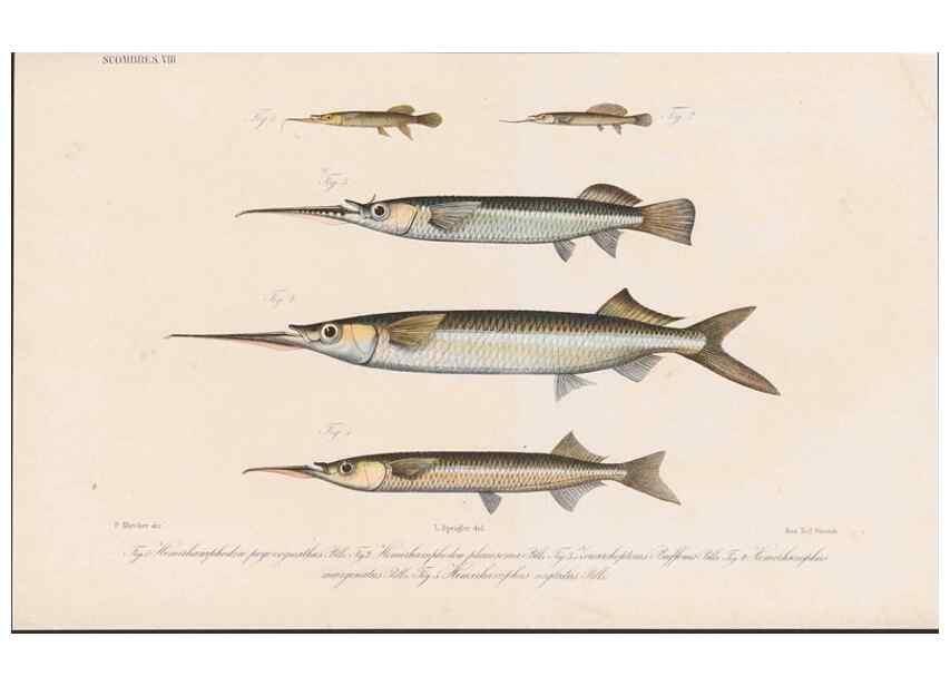 Reproducción/Reproduction 48942561812: Atlas ichthyologique des Indes orientales néêrlandaises :. Amsterdam :Frédéric Muller, editeur,1862-1878. 