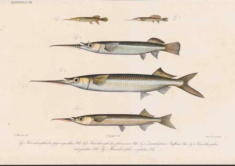 Reproducción/Reproduction 48942561812: Atlas ichthyologique des Indes orientales néêrlandaises :. Amsterdam :Frédéric Muller, editeur,1862-1878. 