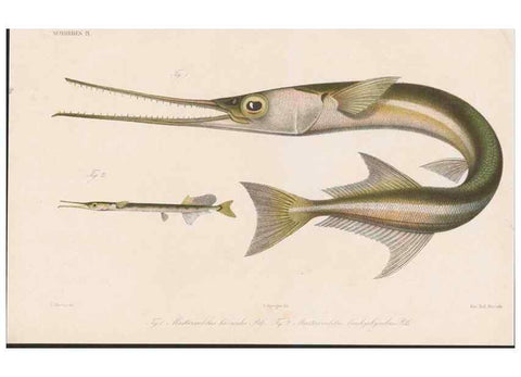 Reproducción/Reproduction 48942371106: Atlas ichthyologique des Indes orientales néêrlandaises :. Amsterdam :Frédéric Muller, editeur,1862-1878. 