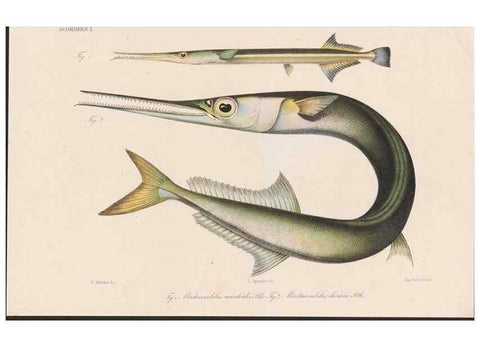 Reproducción/Reproduction 48942562547: Atlas ichthyologique des Indes orientales néêrlandaises :. Amsterdam :Frédéric Muller, editeur,1862-1878. 