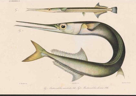 Reproducción/Reproduction 48942562547: Atlas ichthyologique des Indes orientales néêrlandaises :. Amsterdam :Frédéric Muller, editeur,1862-1878. 