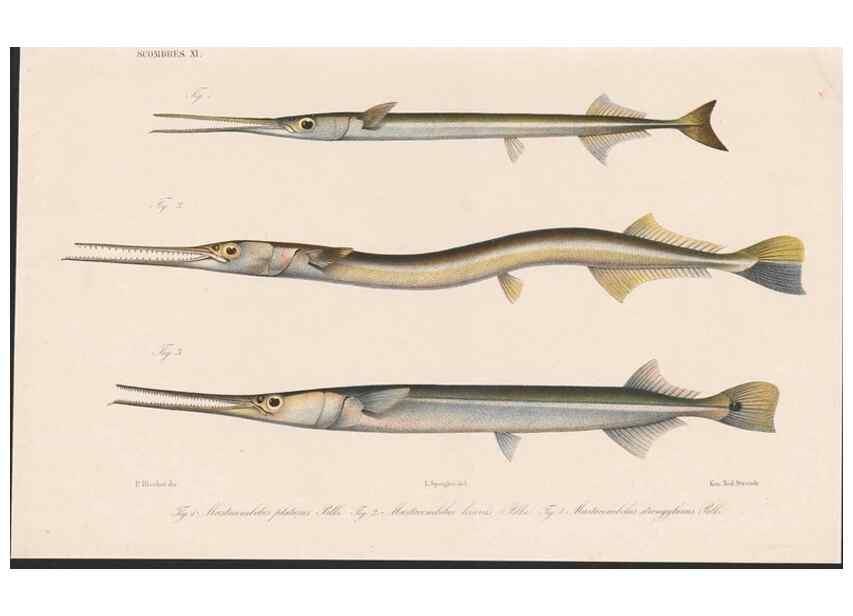 Reproducción/Reproduction 48942371781: Atlas ichthyologique des Indes orientales néêrlandaises :. Amsterdam :Frédéric Muller, editeur,1862-1878. 