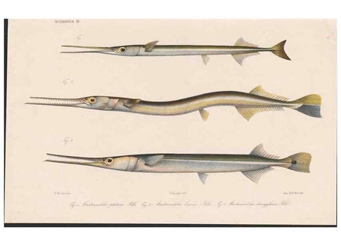 Reproducción/Reproduction 48942371781: Atlas ichthyologique des Indes orientales néêrlandaises :. Amsterdam :Frédéric Muller, editeur,1862-1878. 
