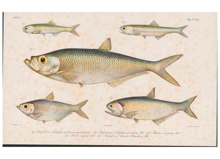 Reproducción/Reproduction 48942372476: Atlas ichthyologique des Indes orientales néêrlandaises :. Amsterdam :Frédéric Muller, editeur,1862-1878. 