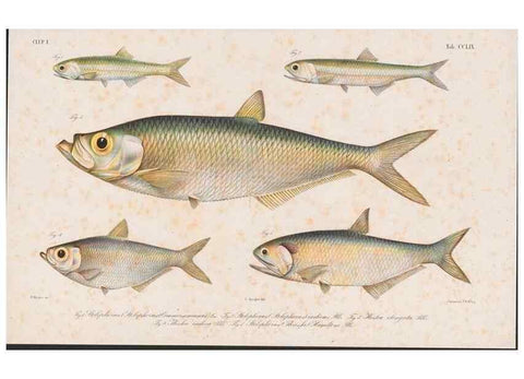 Reproducción/Reproduction 48942372476: Atlas ichthyologique des Indes orientales néêrlandaises :. Amsterdam :Frédéric Muller, editeur,1862-1878. 