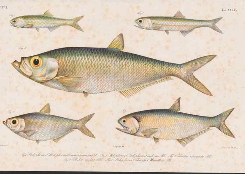 Reproducción/Reproduction 48942372476: Atlas ichthyologique des Indes orientales néêrlandaises :. Amsterdam :Frédéric Muller, editeur,1862-1878. 