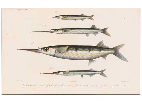 Reproducción/Reproduction 48942370061: Atlas ichthyologique des Indes orientales néêrlandaises :. Amsterdam :Frédéric Muller, editeur,1862-1878. 