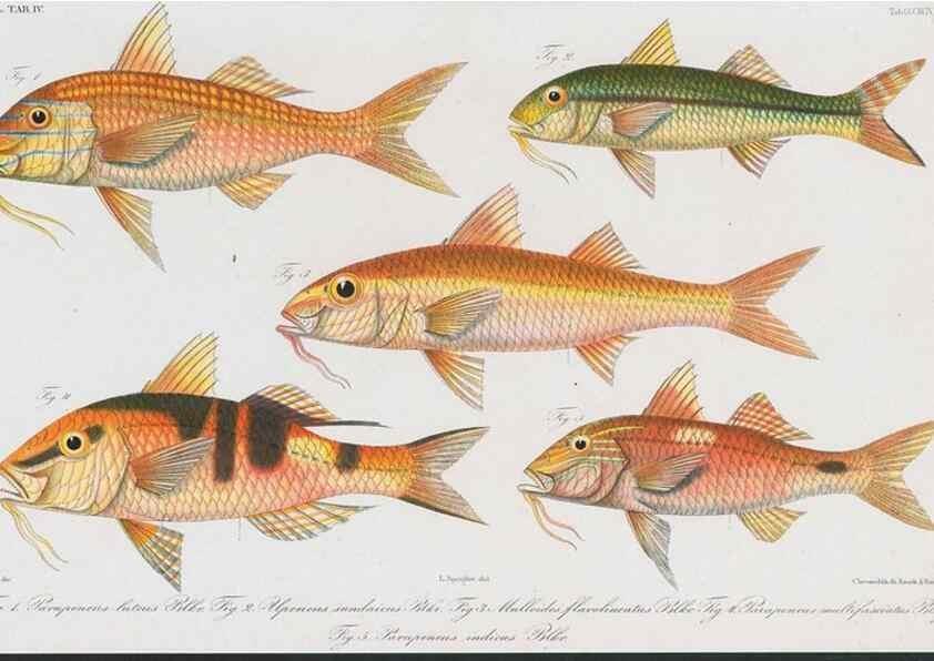 Reproducción/Reproduction 48942866317: Atlas ichthyologique des Indes orientales néêrlandaises :. Amsterdam :Frédéric Muller, editeur,1862-1878. 