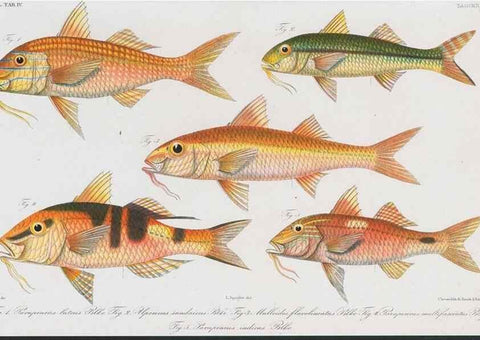 Reproducción/Reproduction 48942866317: Atlas ichthyologique des Indes orientales néêrlandaises :. Amsterdam :Frédéric Muller, editeur,1862-1878. 