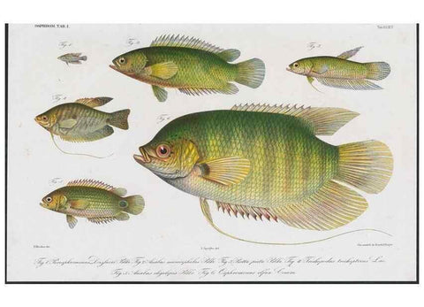Reproducción/Reproduction 48942126713: Atlas ichthyologique des Indes orientales néêrlandaises :. Amsterdam :Frédéric Muller, editeur,1862-1878. 
