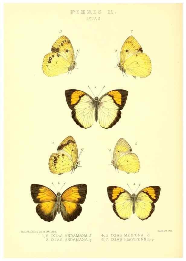 Reproducción/Reproduction 48954566697: Rhopalocera exotica. London :Gurney & Jackson,1887-1902.. 