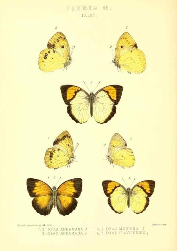 Reproducción/Reproduction 48954566697: Rhopalocera exotica. London :Gurney & Jackson,1887-1902.. 