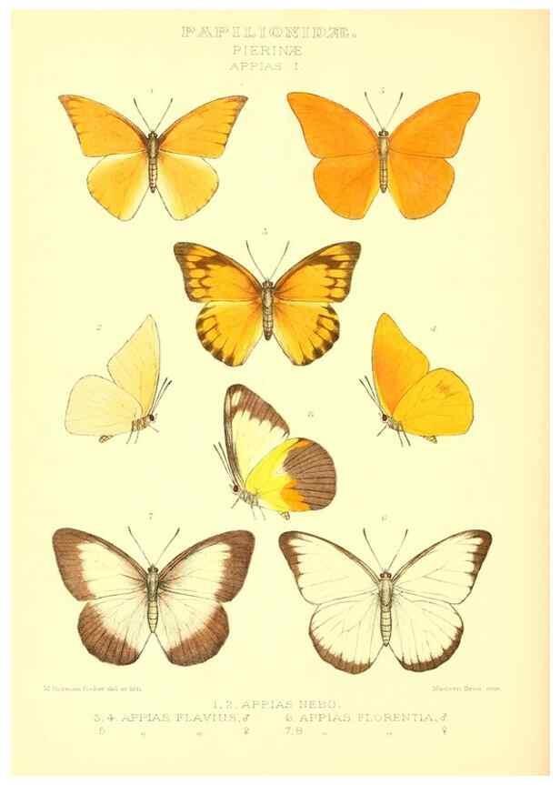 Reproducción/Reproduction 48954379026: Rhopalocera exotica. London :Gurney & Jackson,1887-1902.. 