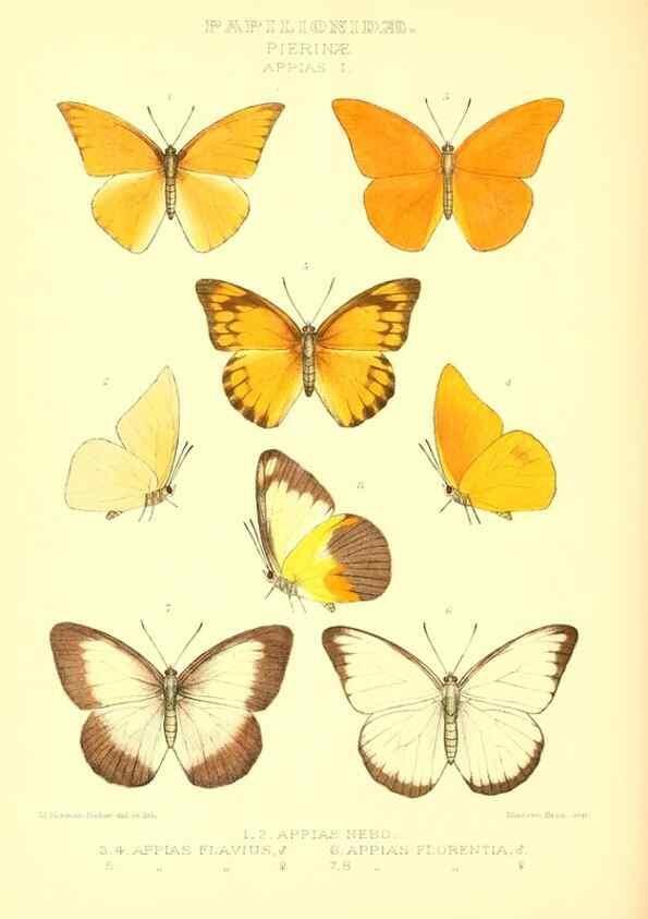 Reproducción/Reproduction 48954379026: Rhopalocera exotica. London :Gurney & Jackson,1887-1902.. 