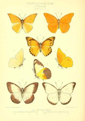 Reproducción/Reproduction 48954379026: Rhopalocera exotica. London :Gurney & Jackson,1887-1902.. 